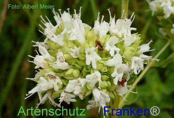 Copyright AiF - Albert Meier Bild zum Eintrag (76940-160)
