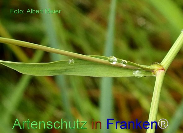 Copyright AiF - Albert Meier Bild zum Eintrag (76947-160)
