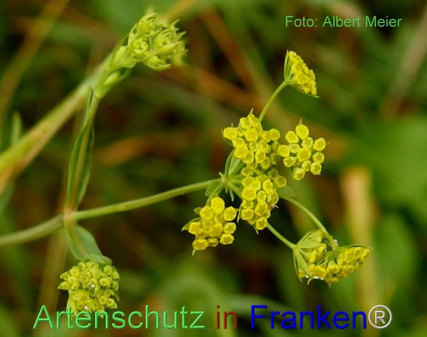 Copyright AiF - Albert Meier Bild zum Eintrag (76948-160)