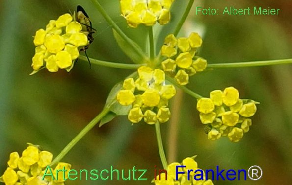 Copyright AiF - Albert Meier Bild zum Eintrag (76949-160)
