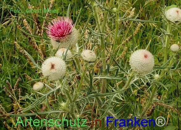 Copyright AiF - Albert Meier Bild zum Eintrag (76952-160)