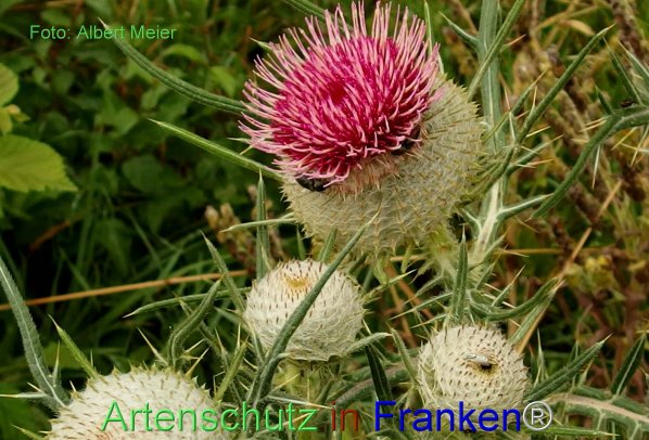 Copyright AiF - Albert Meier Bild zum Eintrag (76953-160)