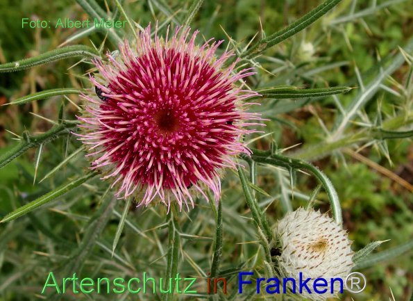 Copyright AiF - Albert Meier Bild zum Eintrag (76954-160)