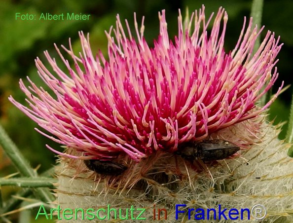 Copyright AiF - Albert Meier Bild zum Eintrag (76955-160)