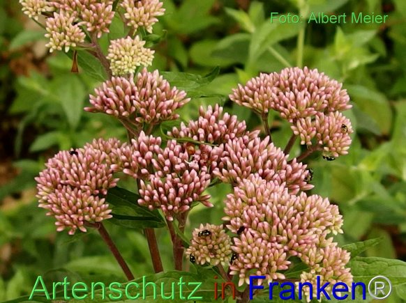 Copyright AiF - Albert Meier Bild zum Eintrag (76959-160)