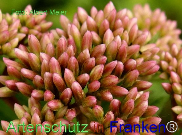 Copyright AiF - Albert Meier Bild zum Eintrag (76960-160)
