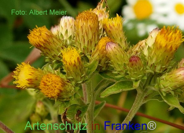Copyright AiF - Albert Meier Bild zum Eintrag (76963-160)