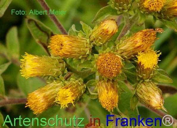 Copyright AiF - Albert Meier Bild zum Eintrag (76964-160)
