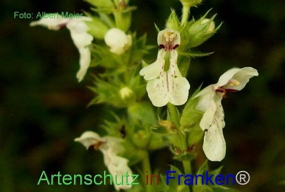 Copyright AiF - Albert Meier Bild zum Eintrag (76968-160)