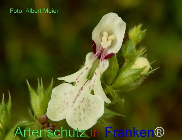 Copyright AiF - Albert Meier Bild zum Eintrag (76969-160)