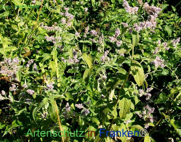 Copyright AiF - Albert Meier Bild zum Eintrag (77187-160)