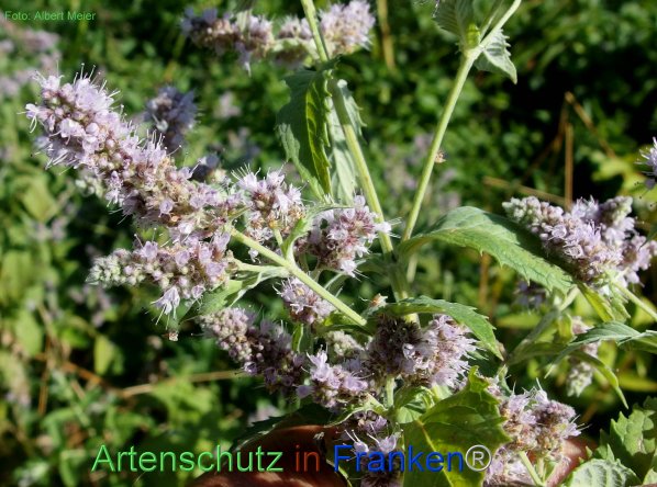 Copyright AiF - Albert Meier Bild zum Eintrag (77189-160)