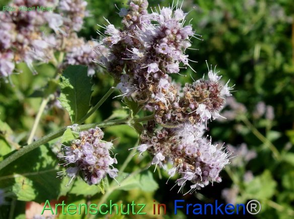 Copyright AiF - Albert Meier Bild zum Eintrag (77190-160)