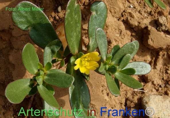 Copyright AiF - Albert Meier Bild zum Eintrag (77200-160)
