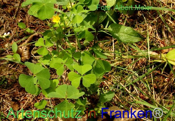 Copyright AiF - Albert Meier Bild zum Eintrag (77244-160)