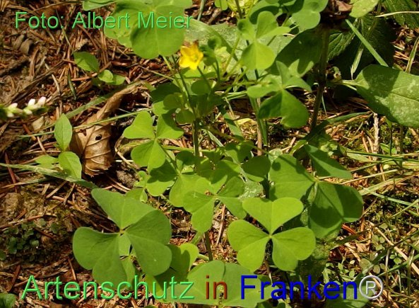 Copyright AiF - Albert Meier Bild zum Eintrag (77245-160)