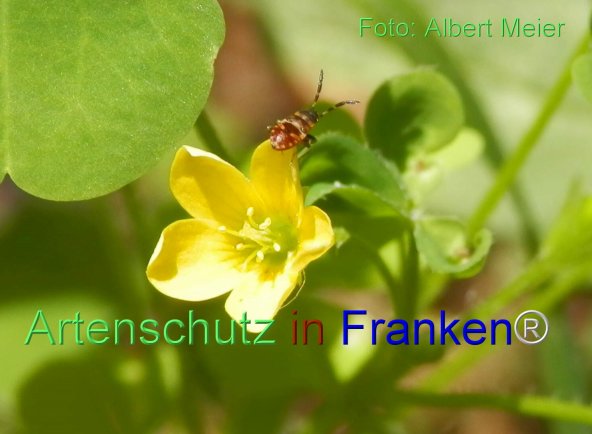 Copyright AiF - Albert Meier Bild zum Eintrag (77246-160)