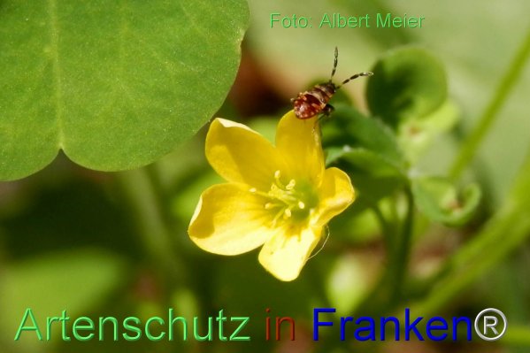 Copyright AiF - Albert Meier Bild zum Eintrag (77247-160)