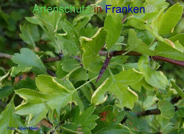 Copyright AiF - Albert Meier Bild zum Eintrag (77345-160)