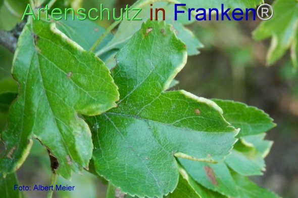 Copyright AiF - Albert Meier Bild zum Eintrag (77346-160)