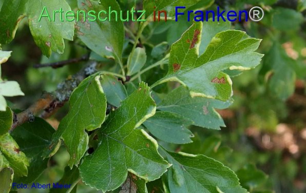 Copyright AiF - Albert Meier Bild zum Eintrag (77347-160)