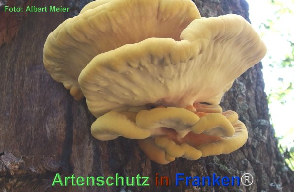 Copyright AiF - Albert Meier Bild zum Eintrag (77557-160)