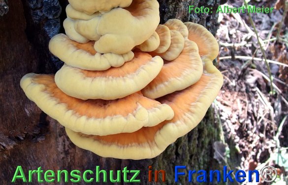 Copyright AiF - Albert Meier Bild zum Eintrag (77559-160)