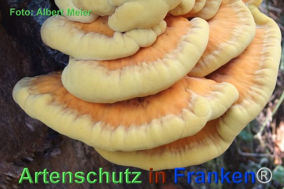 Copyright AiF - Albert Meier Bild zum Eintrag (77560-160)