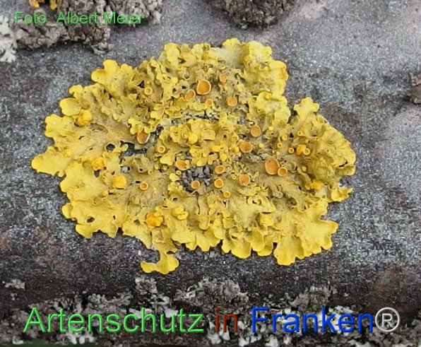 Copyright AiF - Albert Meier Bild zum Eintrag (77732-160)