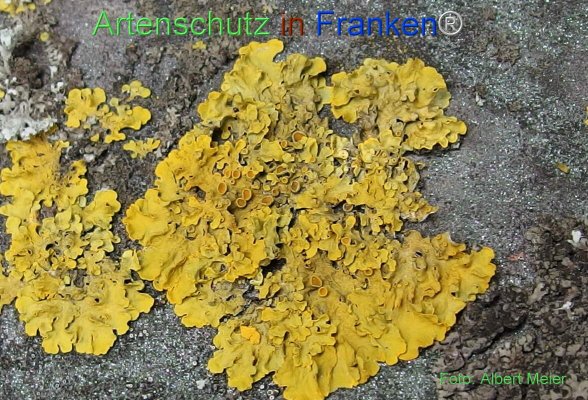 Copyright AiF - Albert Meier Bild zum Eintrag (77733-160)