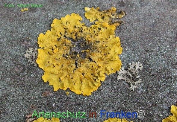 Copyright AiF - Albert Meier Bild zum Eintrag (77735-160)