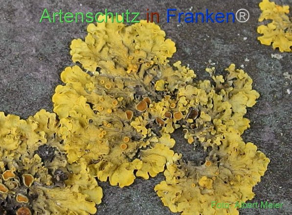 Copyright AiF - Albert Meier Bild zum Eintrag (77736-160)