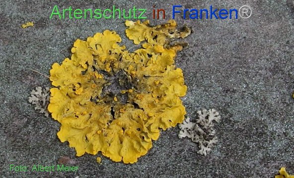 Copyright AiF - Albert Meier Bild zum Eintrag (77737-160)