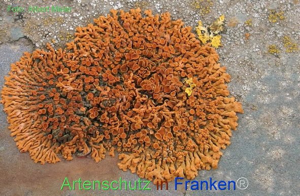 Copyright AiF - Albert Meier Bild zum Eintrag (77740-160)