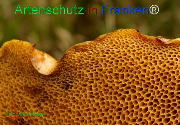 Bild zum Eintrag (77843-160)