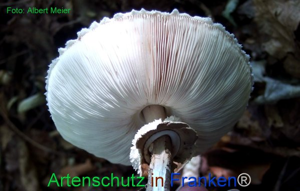 Copyright AiF - Albert Meier Bild zum Eintrag (77848-160)