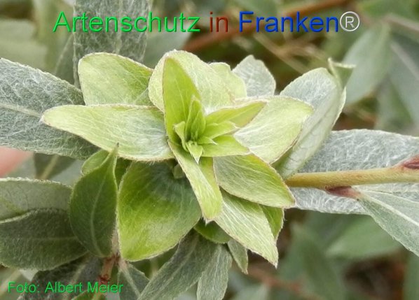 Copyright AiF - Albert Meier Bild zum Eintrag (77855-160)