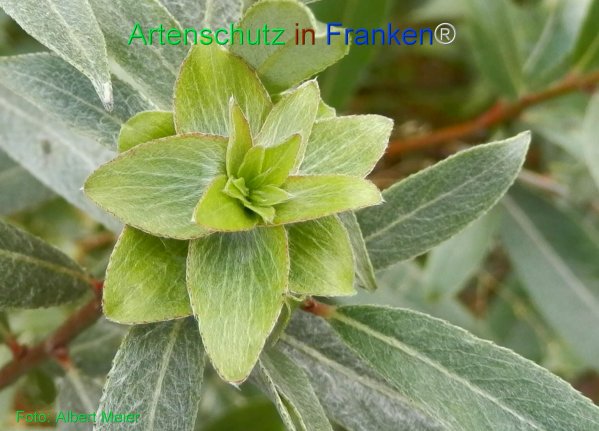 Copyright AiF - Albert Meier Bild zum Eintrag (77856-160)