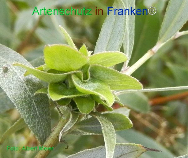 Copyright AiF - Albert Meier Bild zum Eintrag (77857-160)