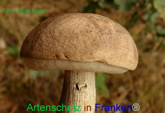 Bild zum Eintrag (77921-160)
