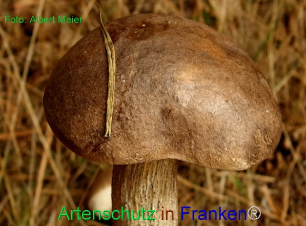 Bild zum Eintrag (77924-160)