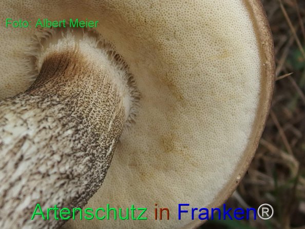 Bild zum Eintrag (77925-160)