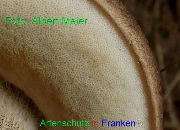 Bild zum Eintrag (77926-160)