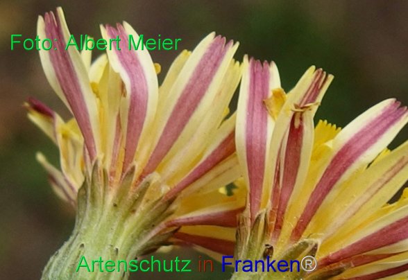Copyright AiF - Albert Meier Bild zum Eintrag (77932-160)