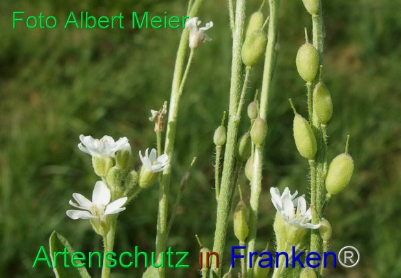 Copyright AiF - Albert Meier Bild zum Eintrag (77976-160)