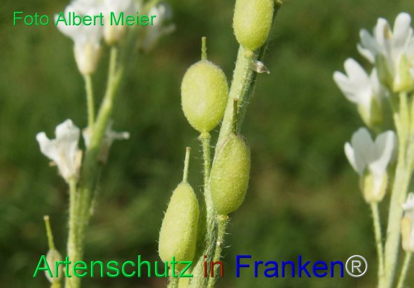 Copyright AiF - Albert Meier Bild zum Eintrag (77977-160)