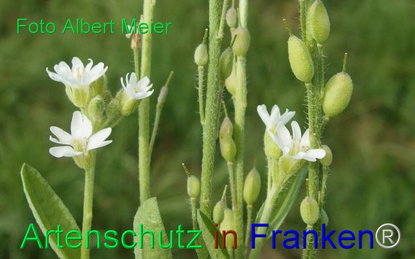 Copyright AiF - Albert Meier Bild zum Eintrag (77978-160)