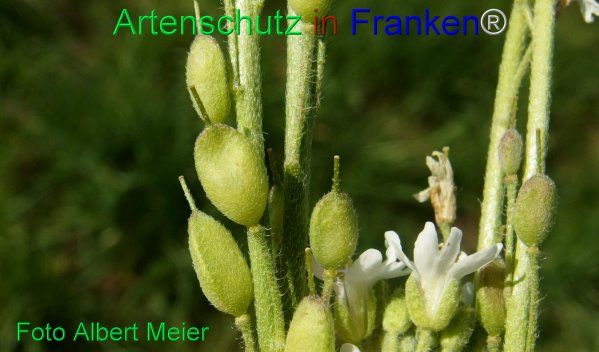 Copyright AiF - Albert Meier Bild zum Eintrag (77980-160)