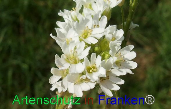 Copyright AiF - Albert Meier Bild zum Eintrag (77981-160)