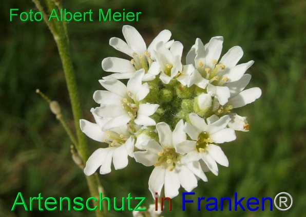 Copyright AiF - Albert Meier Bild zum Eintrag (77982-160)